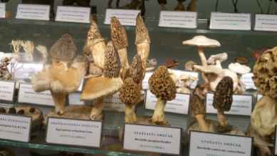Excellent research - the mushrooms we found in our garden, and dried but have yet eaten, are edible!!