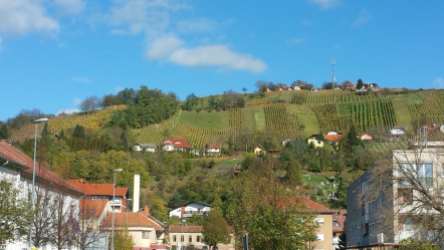 Slovenian vineyards!